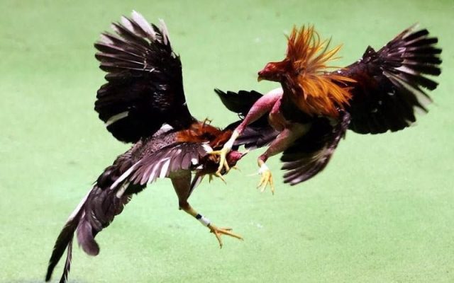 Các ưu điểm khi coi đá gà thomo trực tiếp