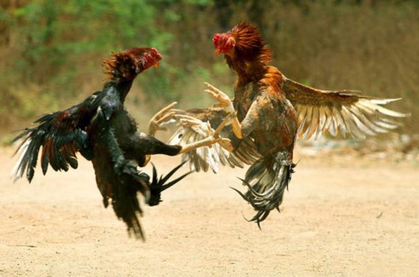 Kinh nghiệm cá cược đá gà khi coi đá gà thomo